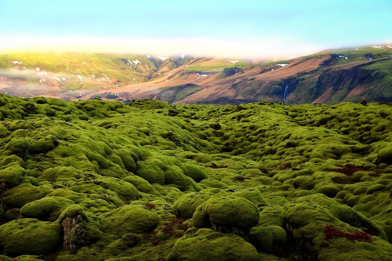 green moss on lava field in Iceland