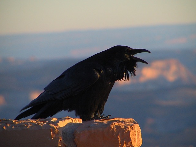 Icelandic raven